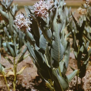 Asclepias speciosa