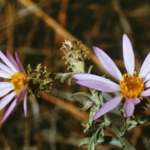 Aster adscendens