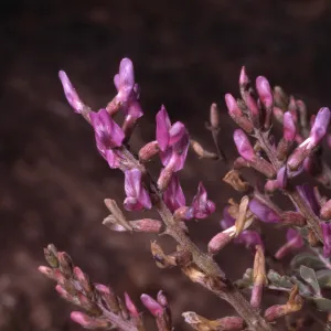 Astragalus lentiginosus var. variabilis