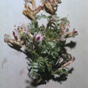 Astragalus purshii var. longilobus
