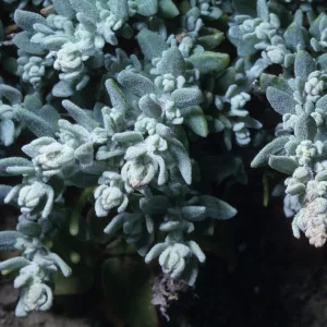 Atriplex californica