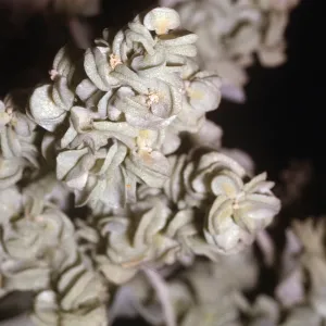 Atriplex hymenelytra pistillate flowers