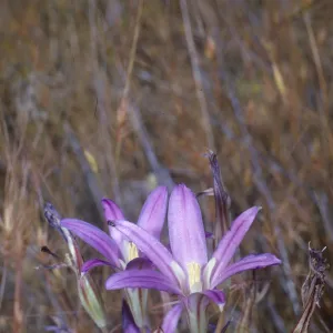 Brodiaea elegans
