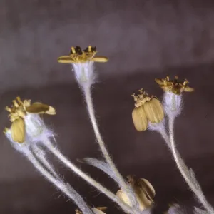 Baileya pauciradiata