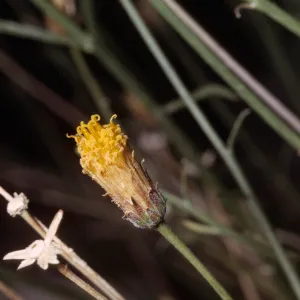 Bebbia juncea