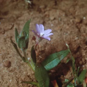 Boisduvalia stricta