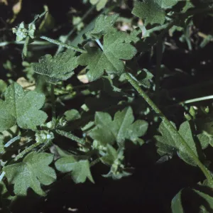 Bowlesia incana