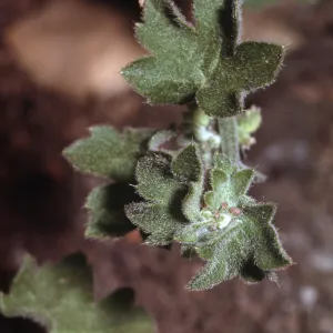 Bowlesia incana