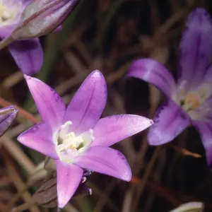 Brodiaea coronaria var. macropoda