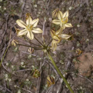 Brodiaea lutea var. anilina