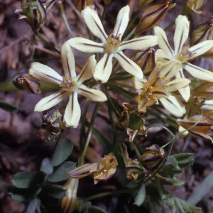 Brodiaea lutea var. anilina