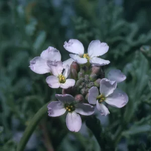 Cakile maritima
