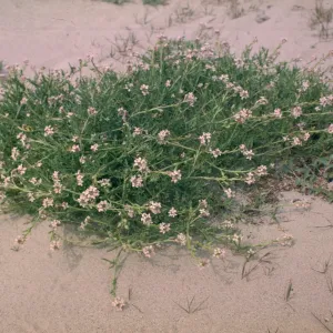 Cakile maritima