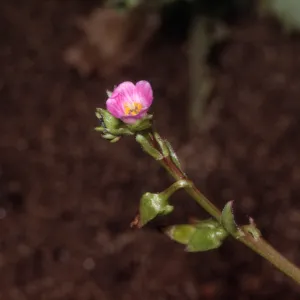 Calandrinia breweri