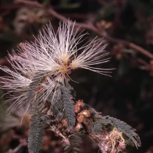 Calliandra eriophylla