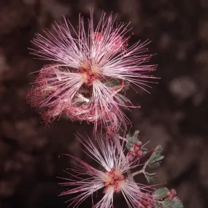 Calliandra eriophylla