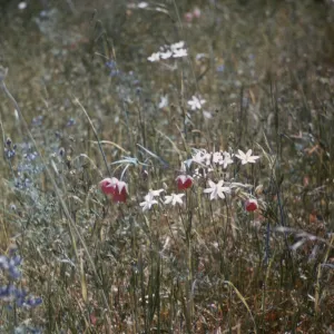 Calochortus amoenus