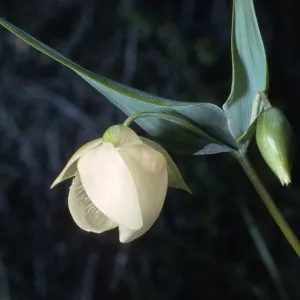 Calochortus albus