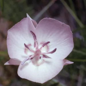 Calochortus