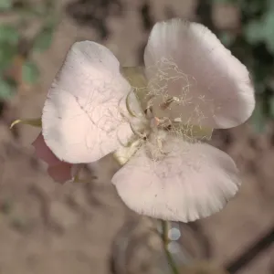 Calochortus splendens
