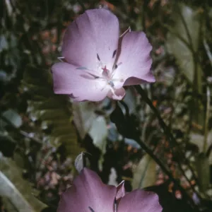 Calochortus nudus