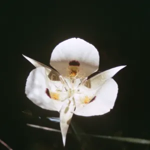 Calochortus nuttallii var. bruneaunis