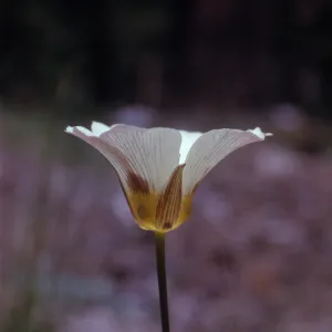 Calochortus leichtlinii