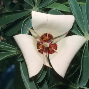Calochortus catalinae