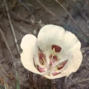 Calochortus catalinae