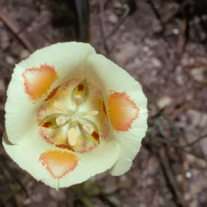 Calochortus venustus