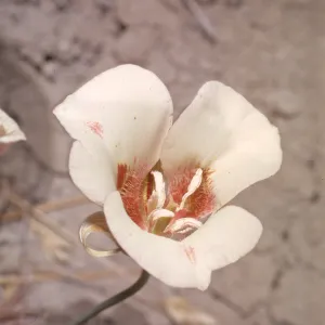 Calochortus venustus