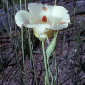 Calochortus venustus