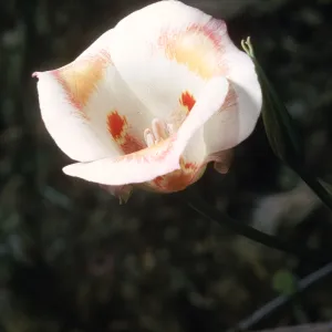 Calochortus venustus
