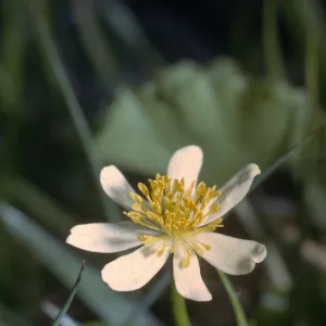 Caltha howellii