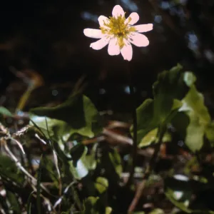 Caltha howellii