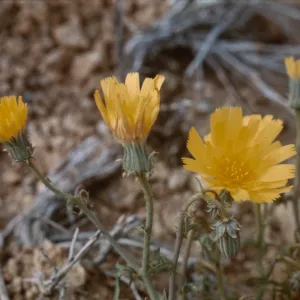 Calycoseris parryi