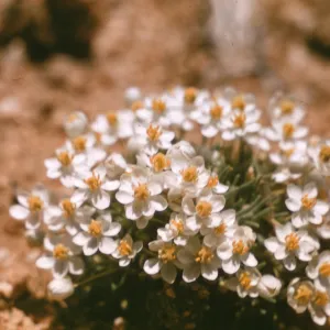 Canbya candida