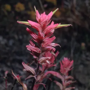 Castilleja linariifolia