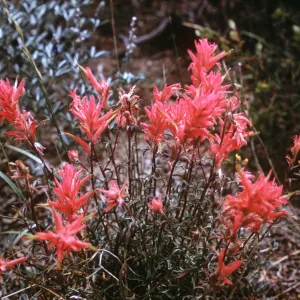 Castilleja linariifolia