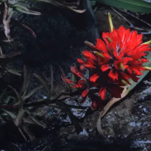 Castilleja wightii