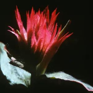 Castilleja
