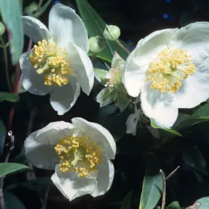 Carpenteria californica