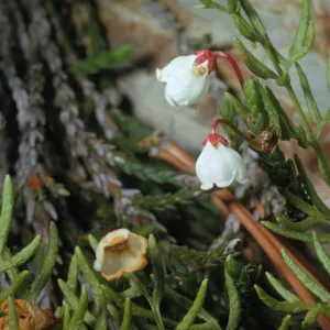 Cassiope mertensiana