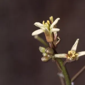 Caulanthus hallii