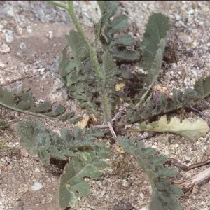 Caulanthus hallii