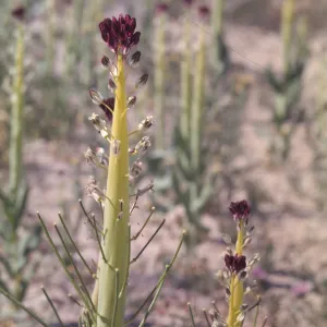 Caulanthus inflatus