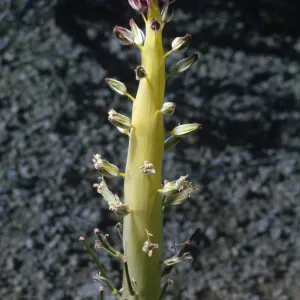 Caulanthus inflatus