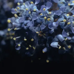 Ceanothus griseus var. horizontalis