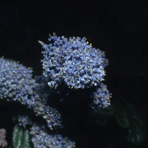 Ceanothus griseus var. horizontalis
