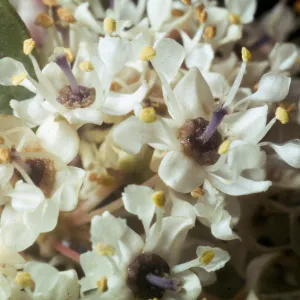 Ceanothus megacarpus